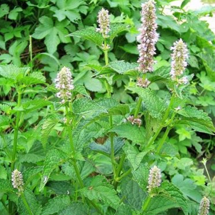 Cây hoắc hương 1kg