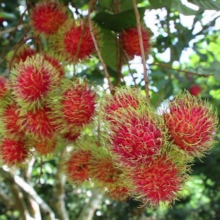 Cây Giống Chôm Chôm Thái