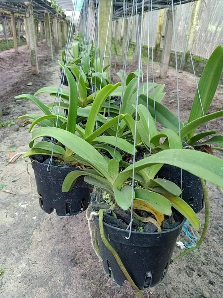 Lan rừng ngọc điểm (ghép chậu lớn 2 cây)