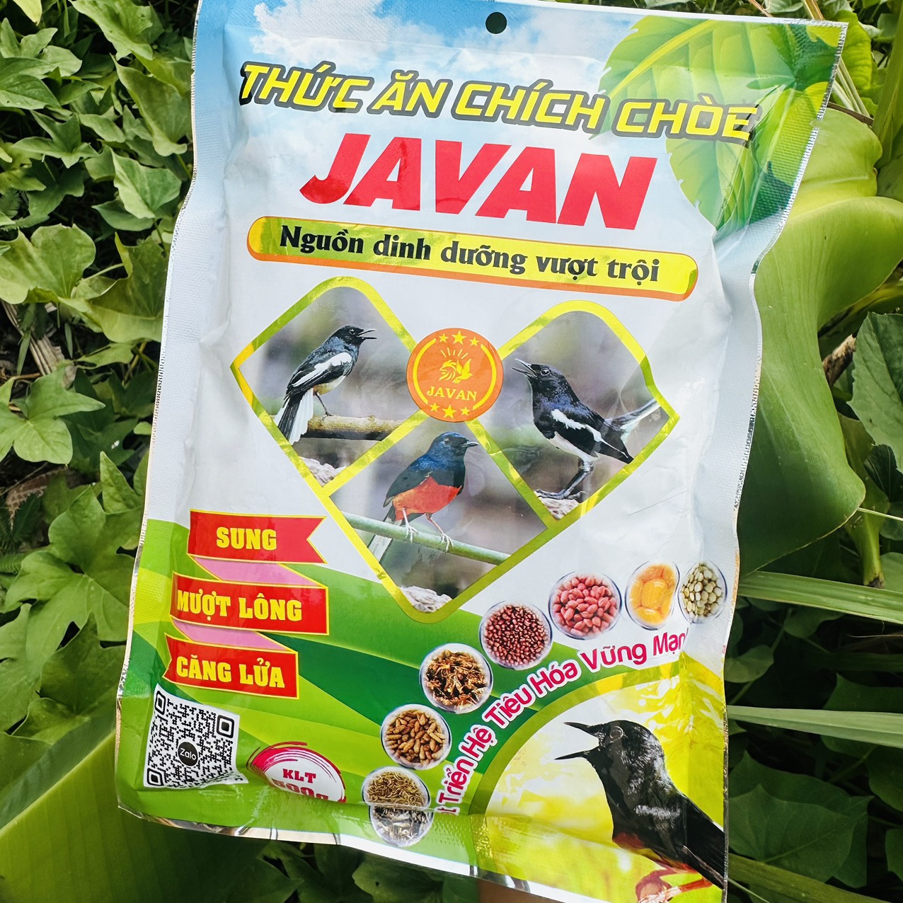 Cám chích chòe Javan, thức ăn chuyên dùng cho chim chích chòe lửa, chích chòe than, chòe đất