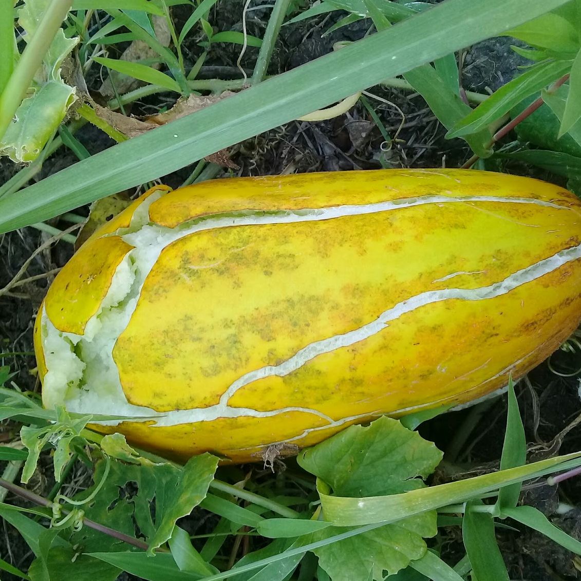 Hạt Giống Dưa Gang Vàng Trái Dài - Dưa Ngọt - Dưa Sọc - Dưa Thơm Trái To Siêu Trái - Dưa Vàng Thơm