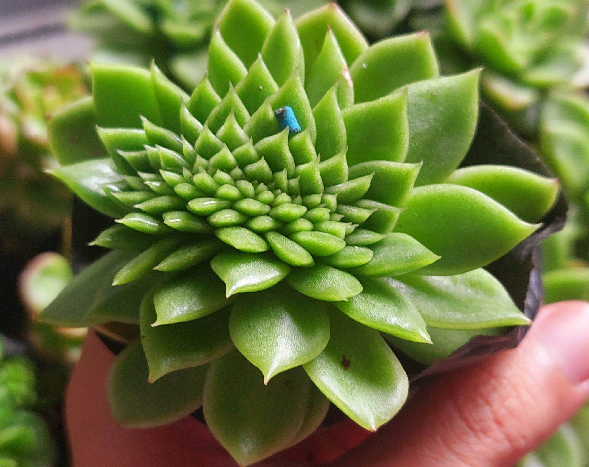 Sen đá giva size bầu 3-5 cm