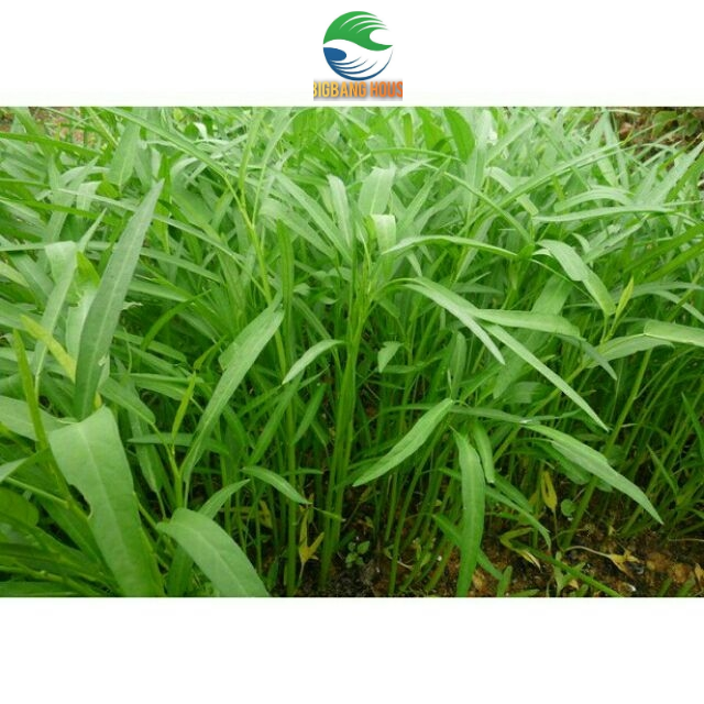 Hạt giống rau muống lá tre Trang Nông dễ trồng, năng suất cao (100g)