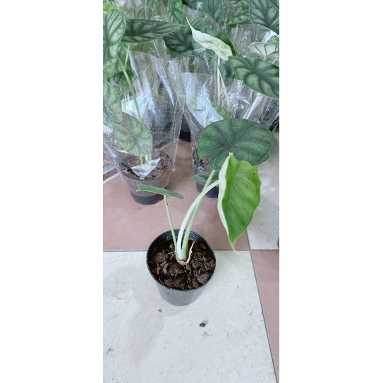 Cây môn rồng xanh