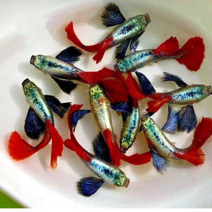 Guppy Dumbo Red Tail ( 1 cặp )
