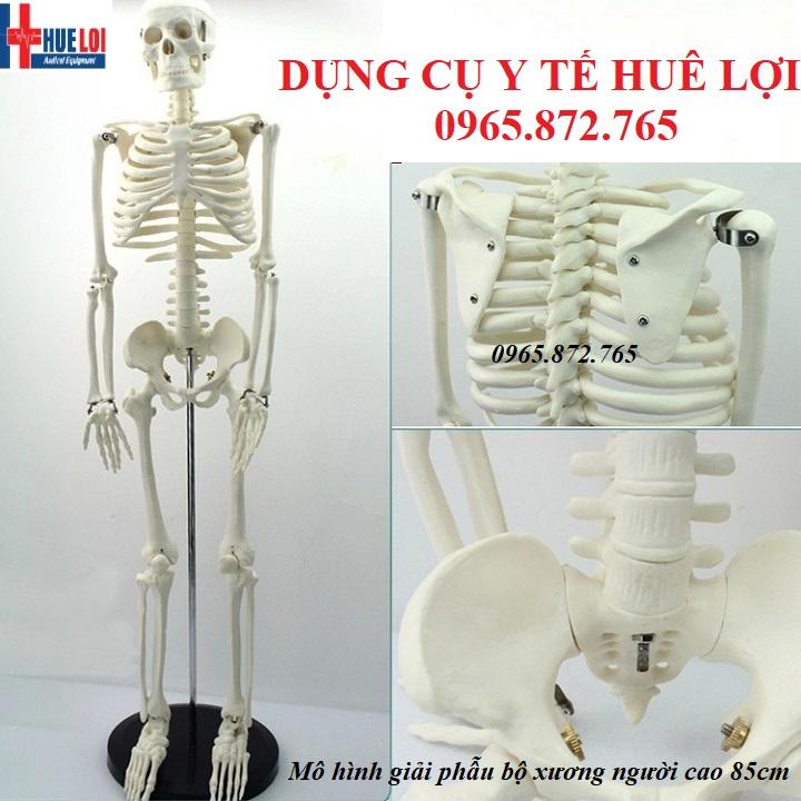 Mô hình giải phẫu hệ xương người cao 85cm không rễ thần kinh