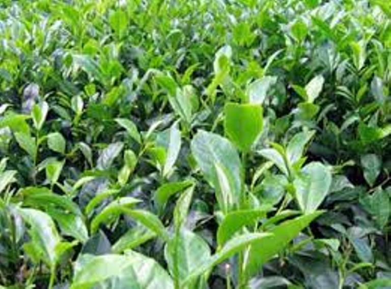 2 cây kèn hồng cao 50cm