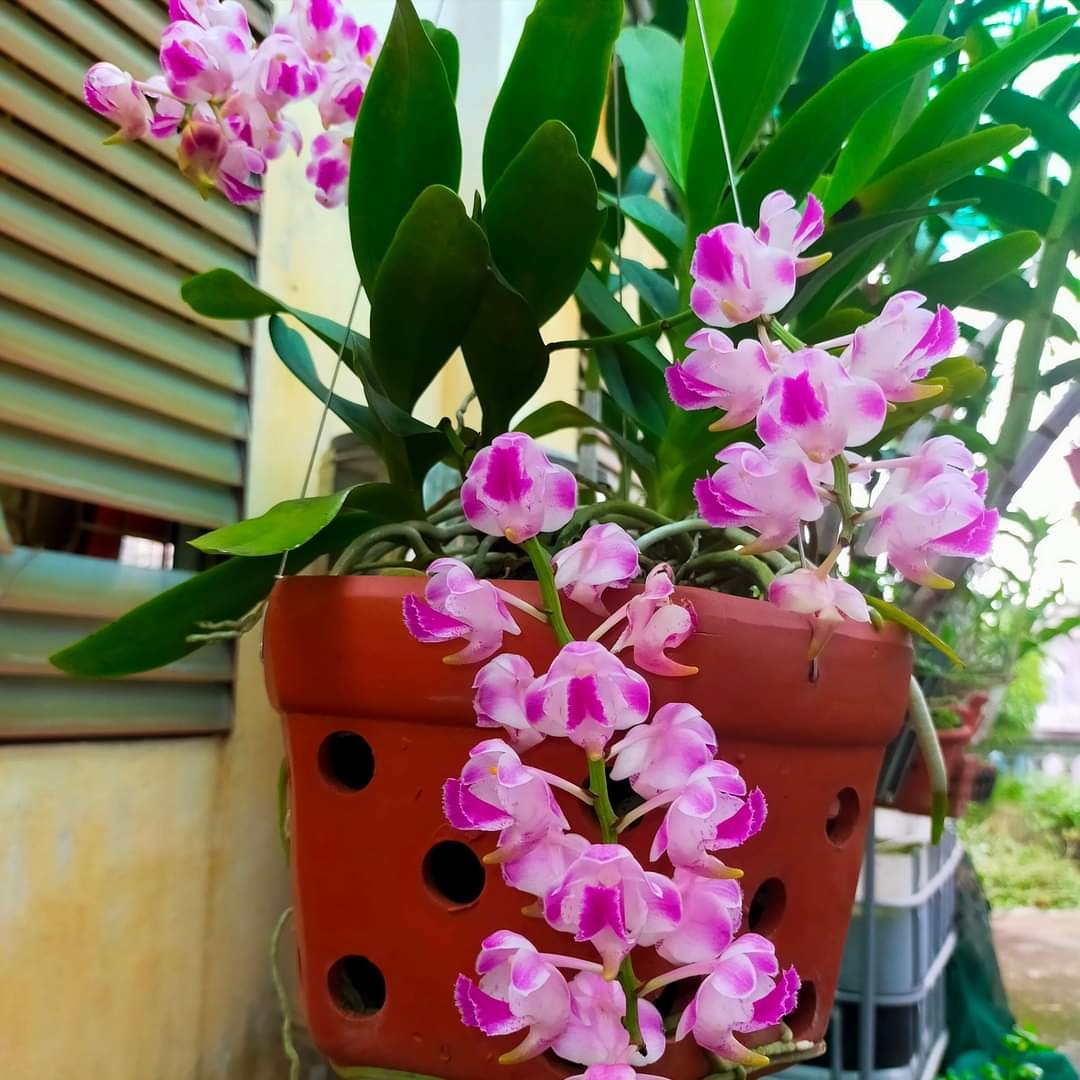 Hoa lan sóc tím hoa buông quyến rũ - bán giò - giá siêu rẻ - dễ chăm sóc dễ hoa - hoa cục thơm - lá xanh mướt - mai huy - msp 1956
