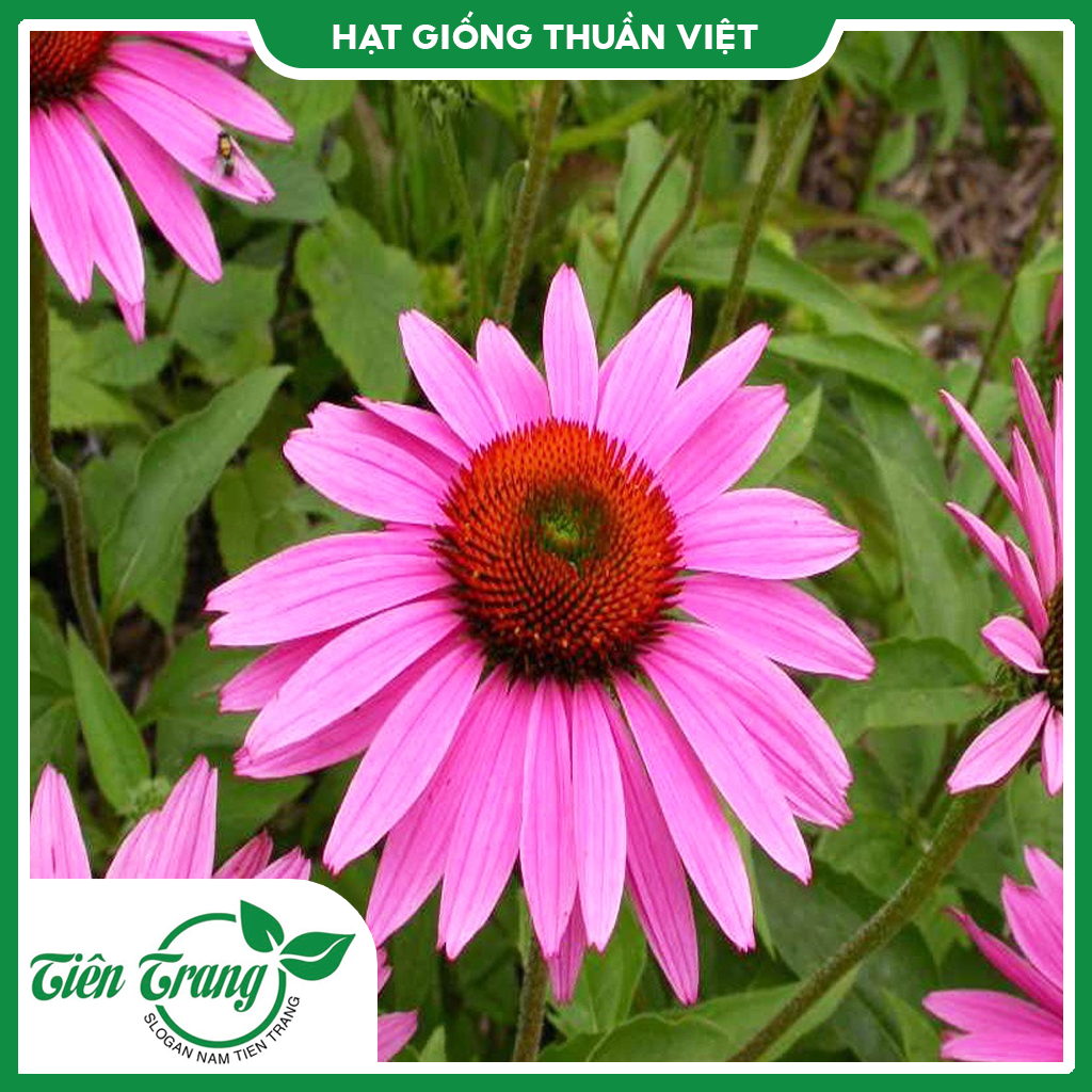 Hạt giống hoa Cúc Trái Thông TN