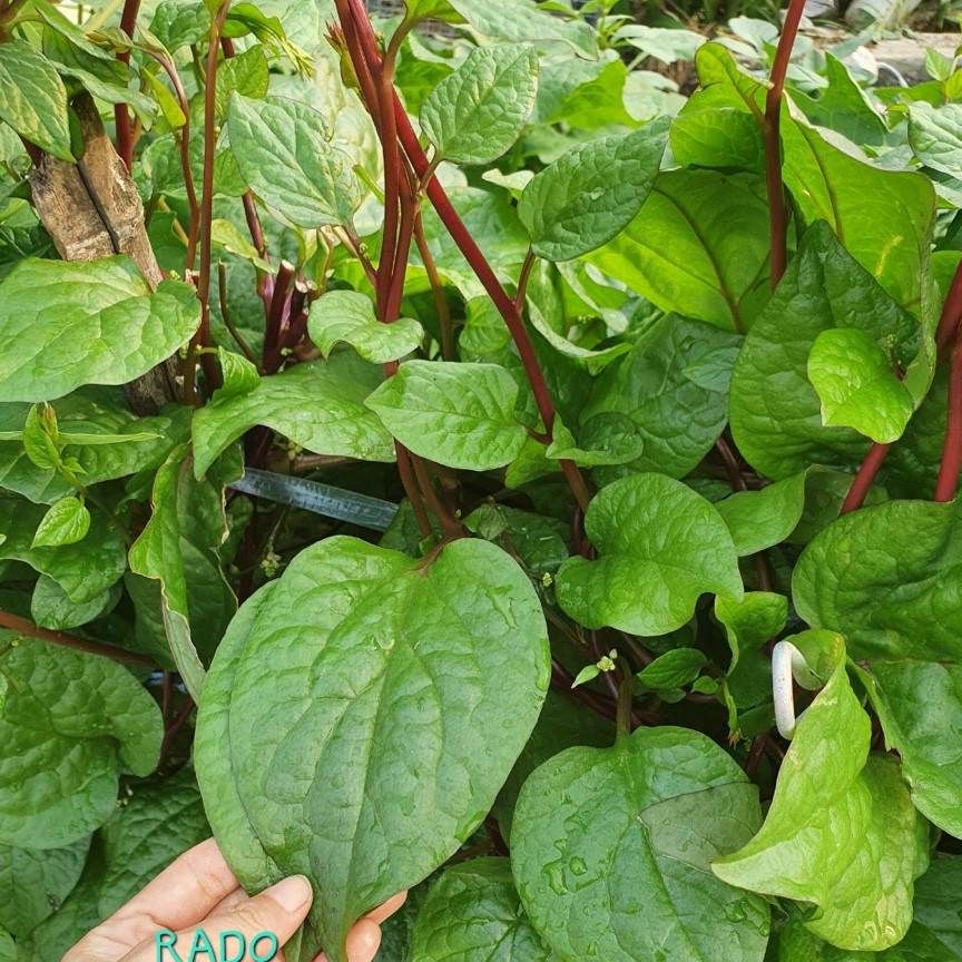 Hạt giống mồng tơi đỏ dễ trồng, nhiều dinh dưỡng 1 gram