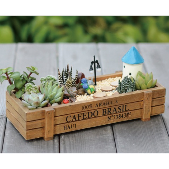 Khay gỗ trồng sen đá tự nhiên