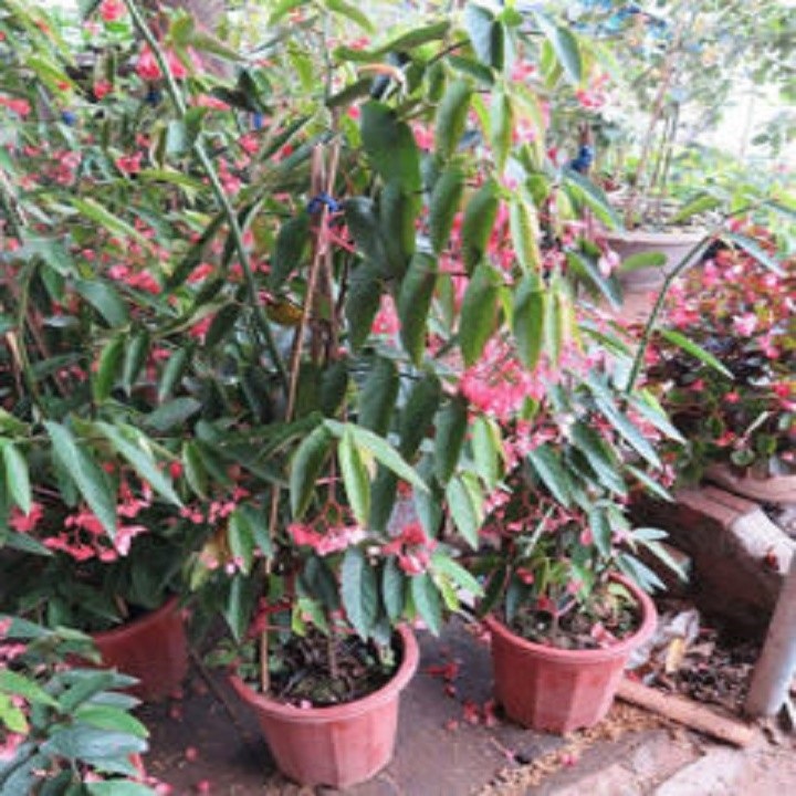 CHẬU CÂY TRÚC PHÁP (CÂY THU HẢI ĐƯỜNG ĐỨNG) CÂY ĐANG HOA RẤT ĐẸP