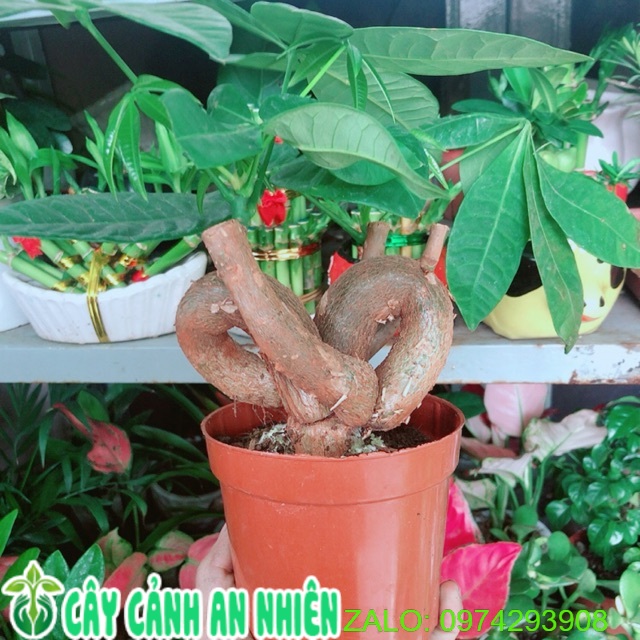 Cây kim ngân nơ kèm chậu sứ