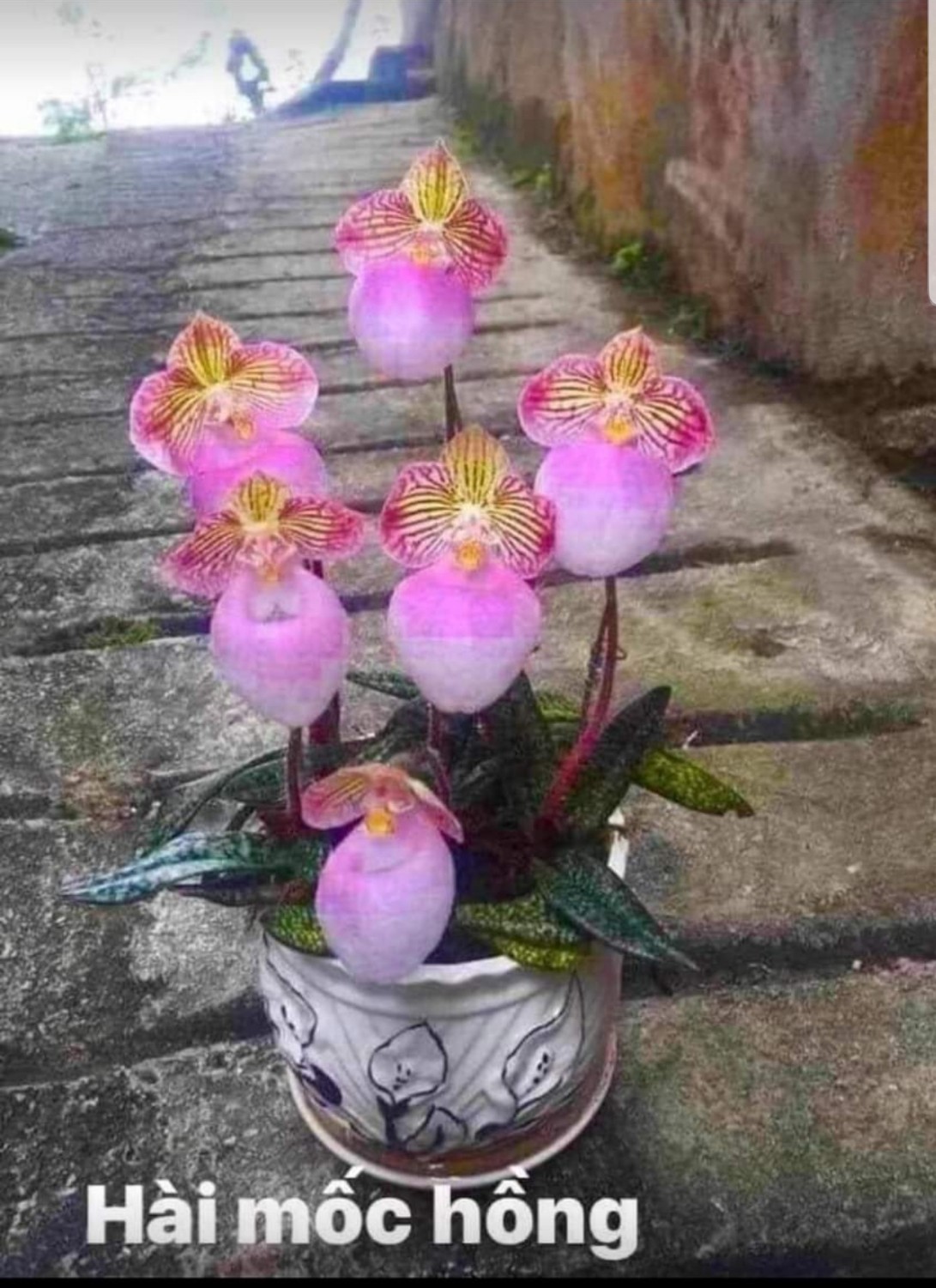 Lan rừng quý Hài Mốc Hồng Chậu 10-12 cây