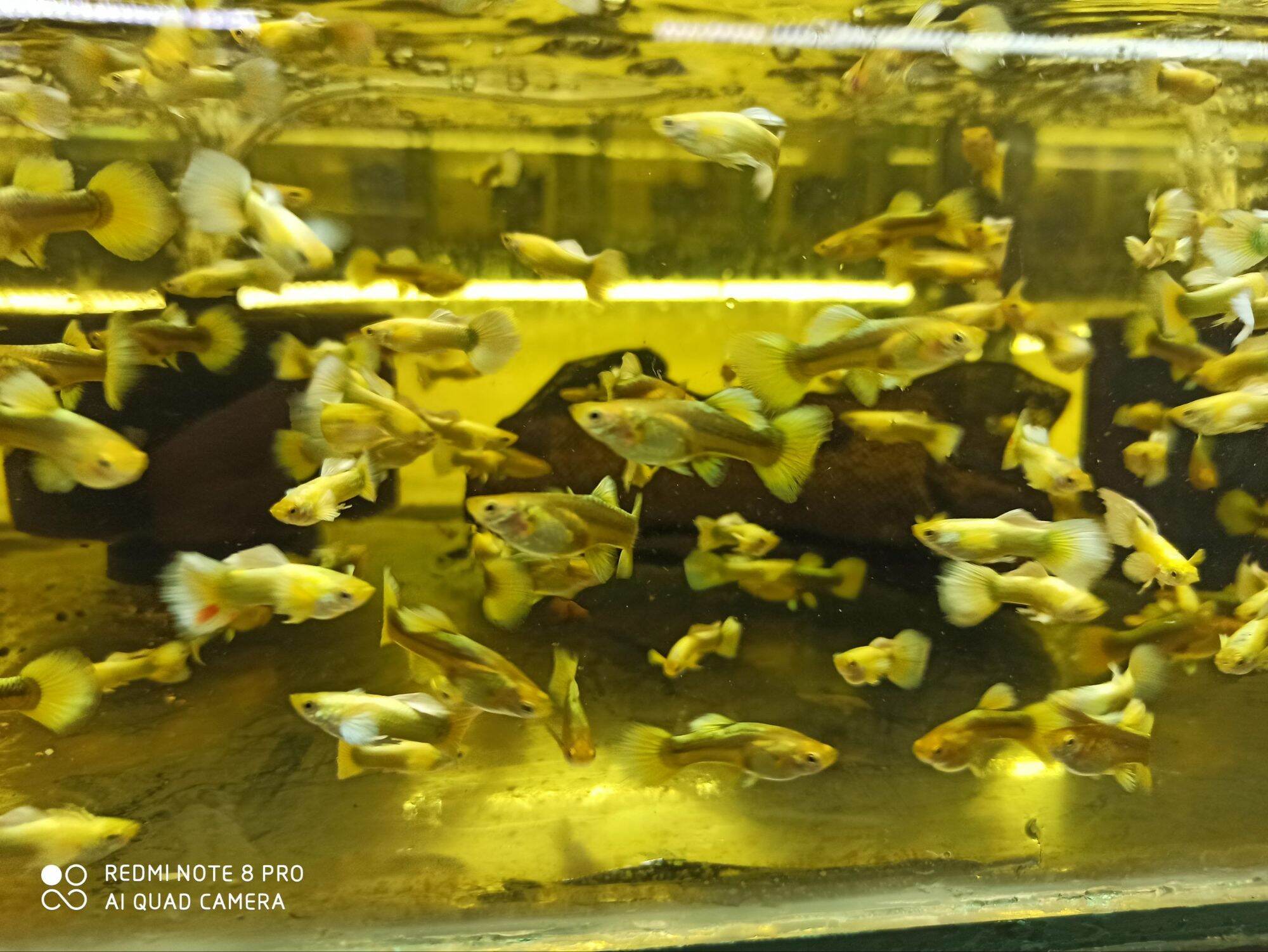 1 cặp 7 màu fullgold thịt vàng màu chuẩn có abor hành