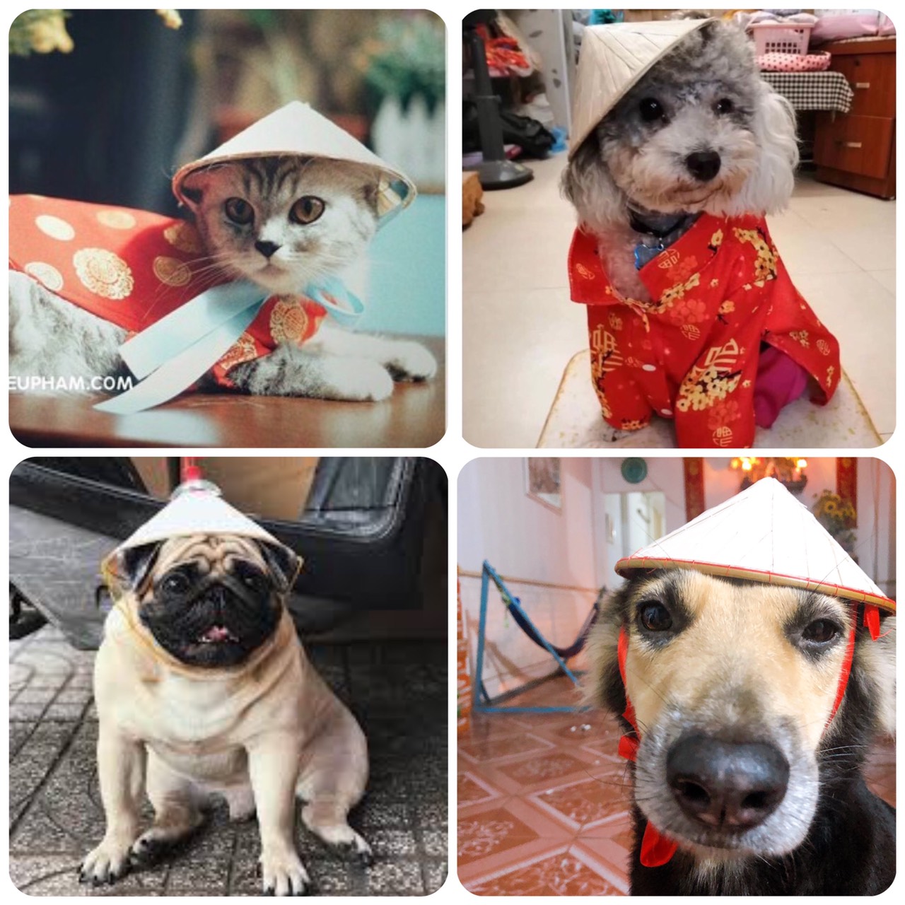 Nón lá truyền thống dành cho chó mèo thú cưng