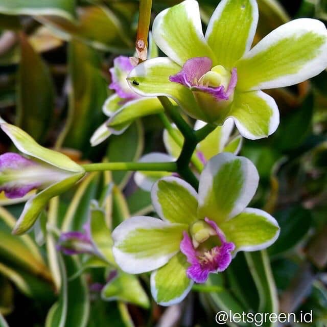 Dendro đột biến lá biên hoa chớp rất đẹp - Hàng hiếm, cây tơ sắp hoa cho khách sưu tầm