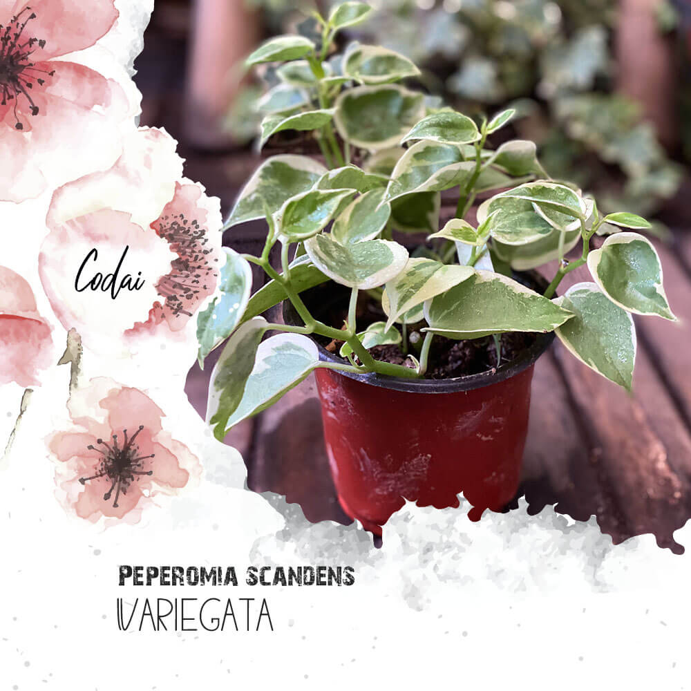 Cây Peperomia scandens Variegata chậu nhựa
