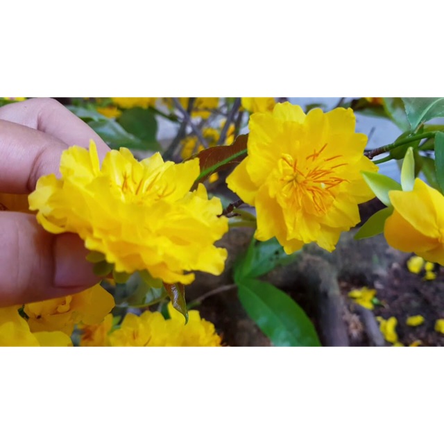 Mai cúc tư long (Bình Định) mini để bàn