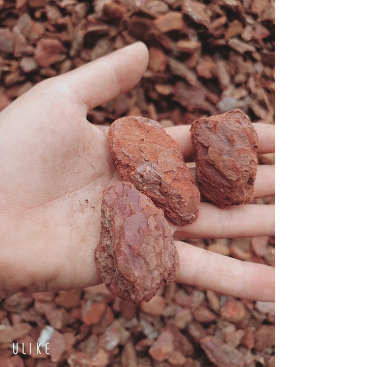 1kg Vỏ thông đỏ Quảng Bình