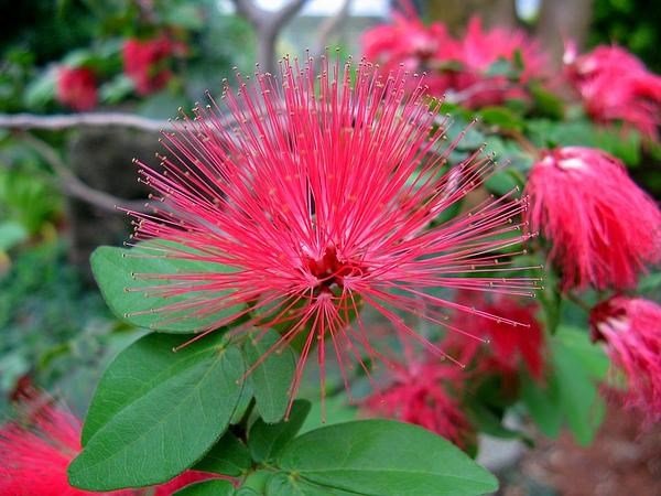 Cây điệp lào, cây cho hoa quanh năm, thân dẻo dễ tạo dáng bonsai - Calliandra emarginata