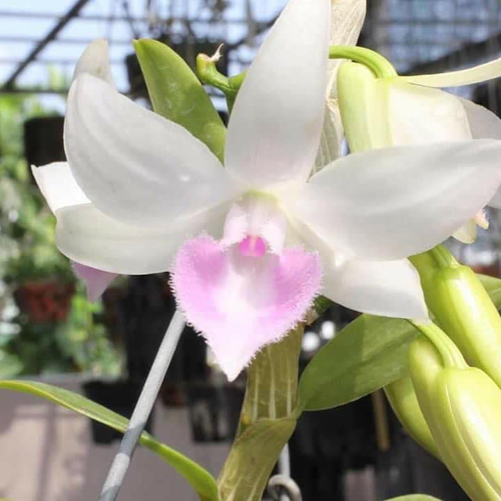 Cốc phi điệp 5 cánh trắng nha trang (5ct)- hàng gieo hạt - hoa xổ số - hoa siêu đẹp giá rẻ