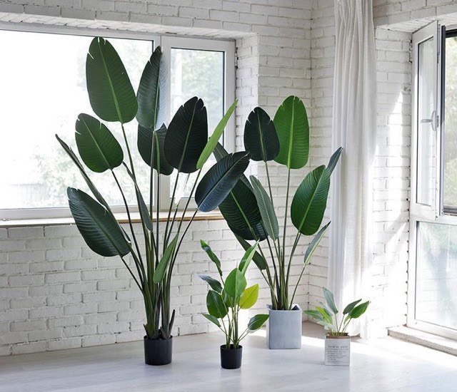 Cây chuối giả cảnh xẻ quạt lá mờ loại xịn độ cao 120cm,160cm kèm chậu nhựa và sỏi trắng