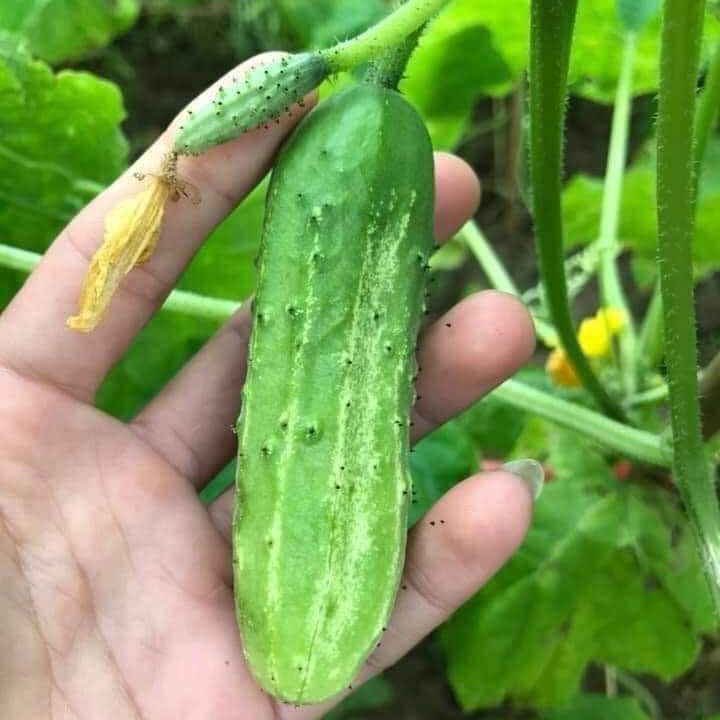 Hạt giống dưa chuột nếp
