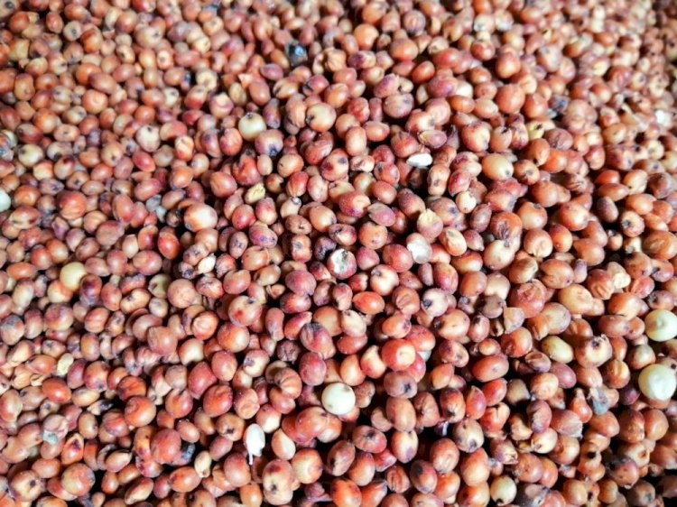 [HCM]Hạt Bobo Đỏ dành cho gà đá hạt trộn hamster (1kg) - Pet Food Store.