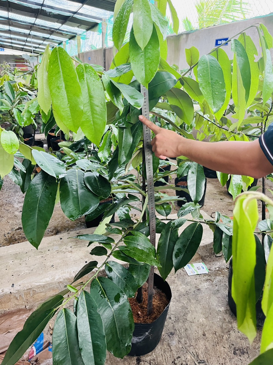 Cây giống hồng nhung 1m2-1m5