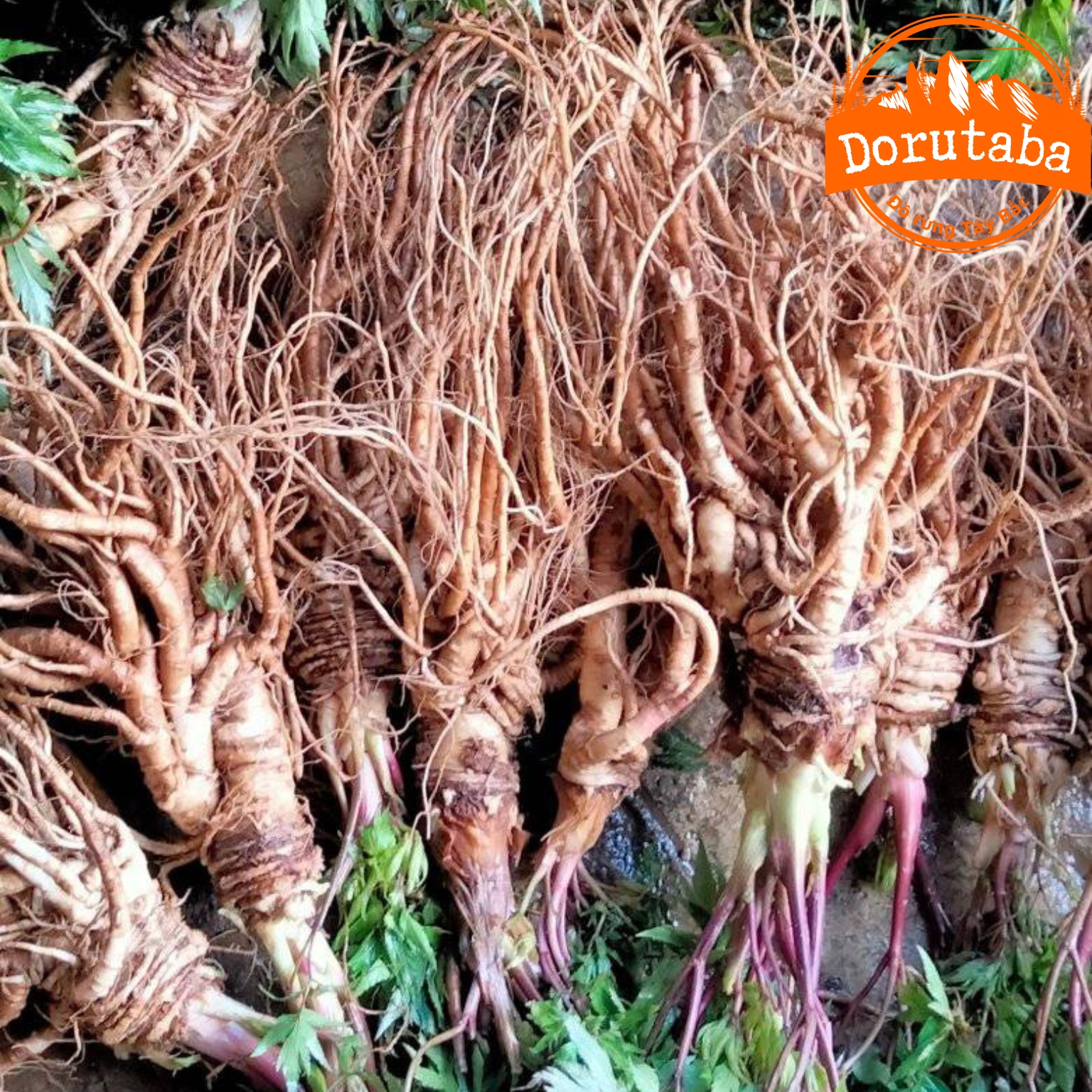 Sâm đương quy tươi Sìn Hồ loại 1 củ già . Sâm đương quy ngâm rượu, sấy khô giúp bổ huyết, tăng sức đề kháng