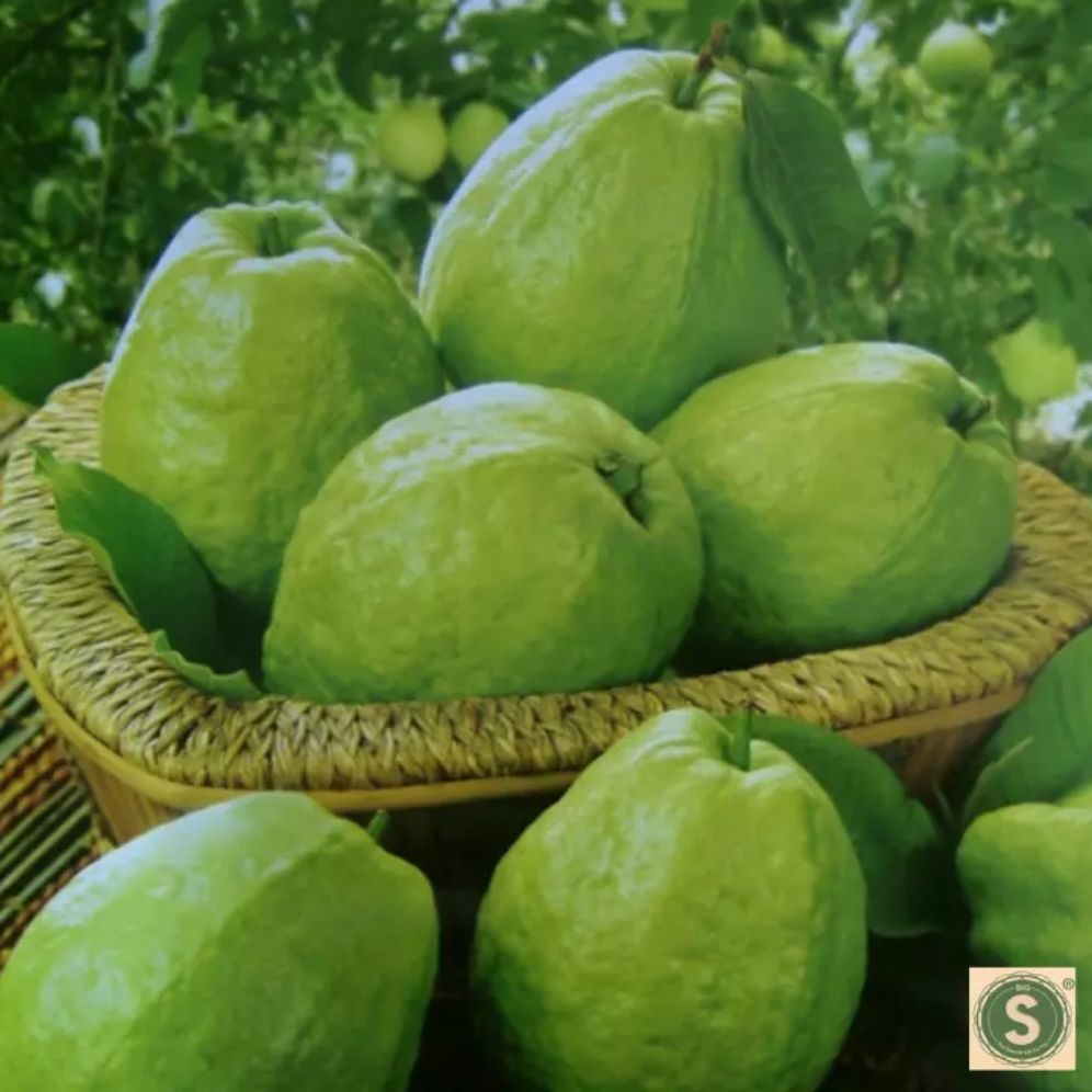 ổi giống nữ hoàng ( 5 tháng cho trái)