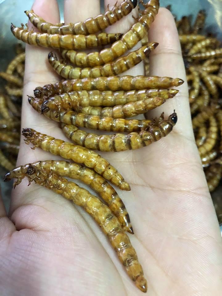 HỦ Sâu SUPPER WORM đặc biệt BAO TO ,Cực Kỳ Thơm ,RANG tại NHÀ ,con nào cũng MÊ !!!