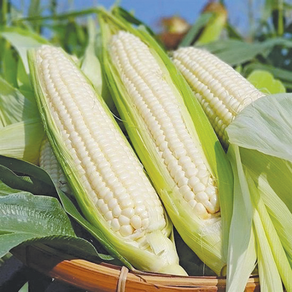 10gr_hạt giống bắp nếp nù