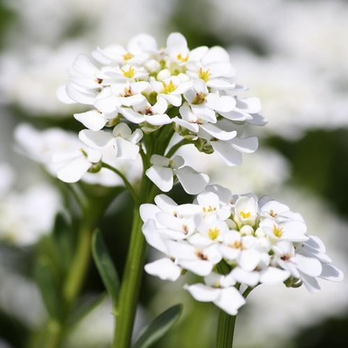 Hạt Giống Hoa Ngàn Sao Trắng F1. Túi 50 Hạt Chất Lượng Cao