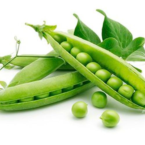 Hạt giống Đậu hà lan thu hạt