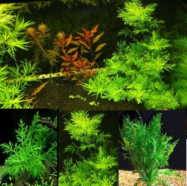 3 Giỏ Cây thủy sinh cho bể thủy sinh bể cá cảnh