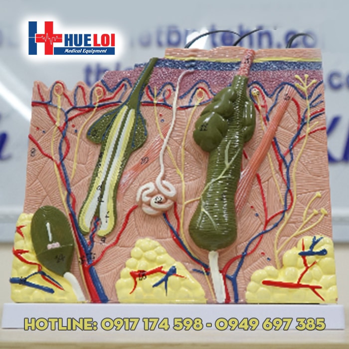 Mô hình cấu tạo các lớp da và lớp dưới da của người