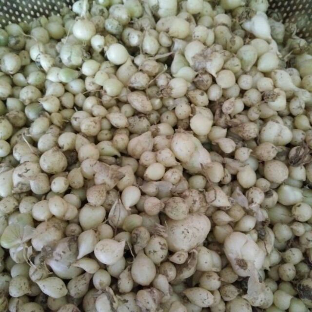 500g Hành tăm quê nghệ an (củ nén)