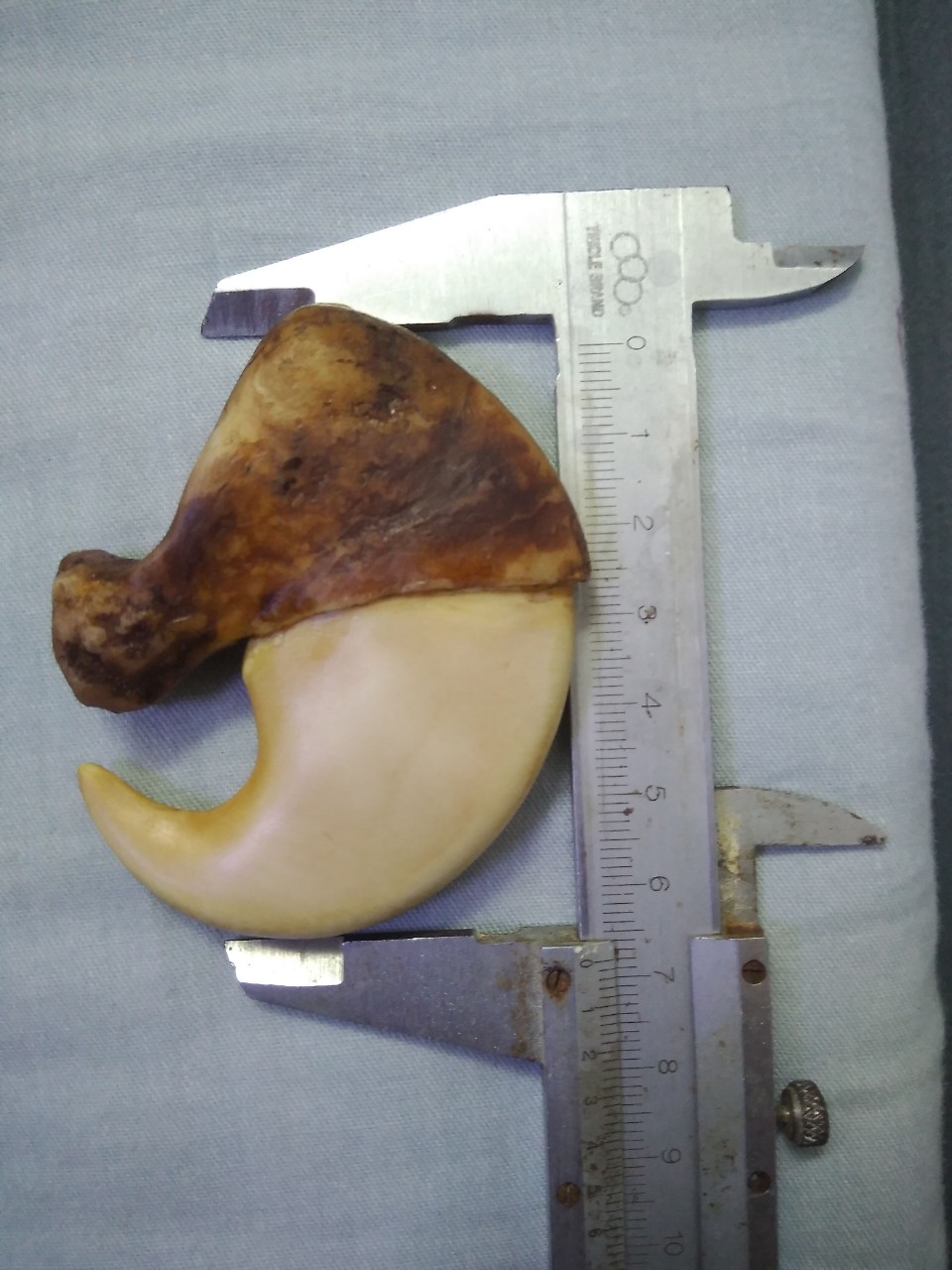 Móng mỹ nghệ 6.8cm giả xưa đẹp. loai đặc