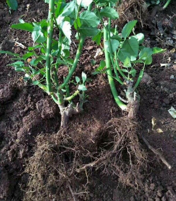 Xả 10 Gốc Hoa Hồng Giá Tại Vườn