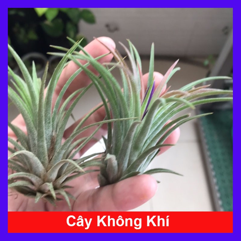 Cây không khí - cây cảnh mini - cây cảnh để bàn - caykiengsadec