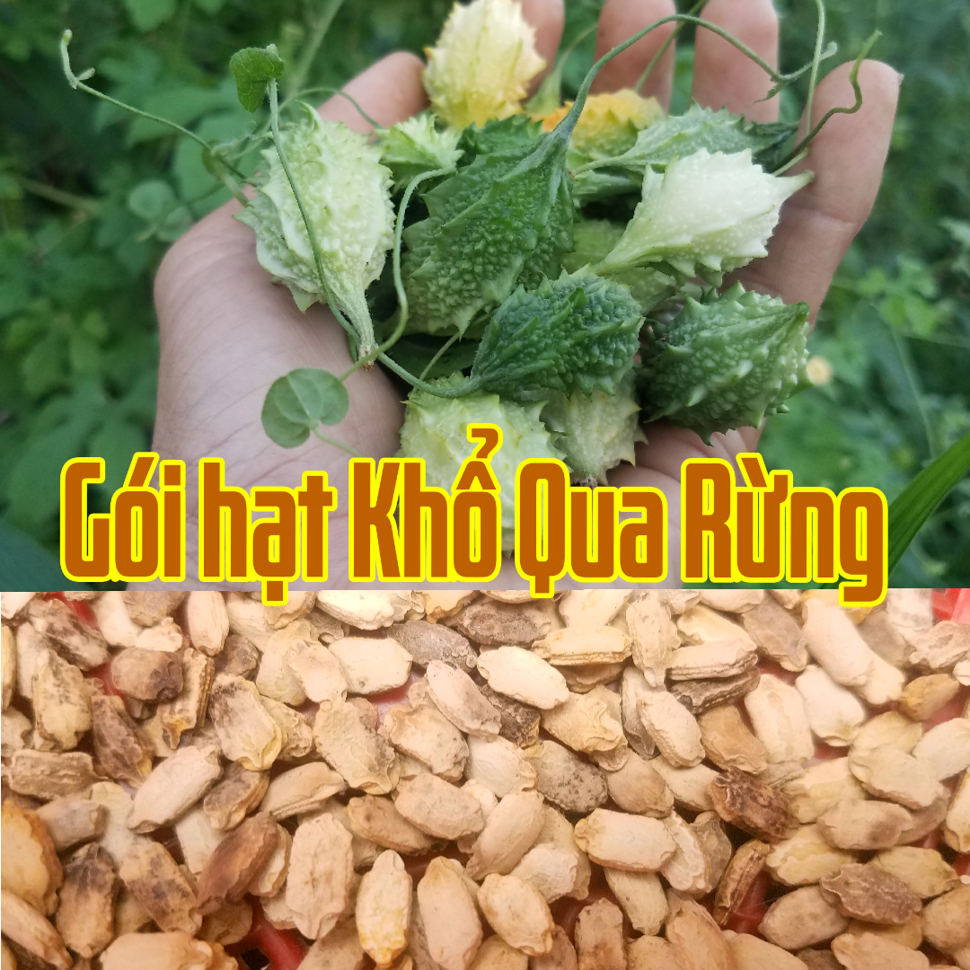 Hạt Khổ Qua rừng gói 30 hạt. Khổ qua rừng tốt cho sức khỏe, làm mát cơ thể, giảm cân, đẹp da,hạ huyế