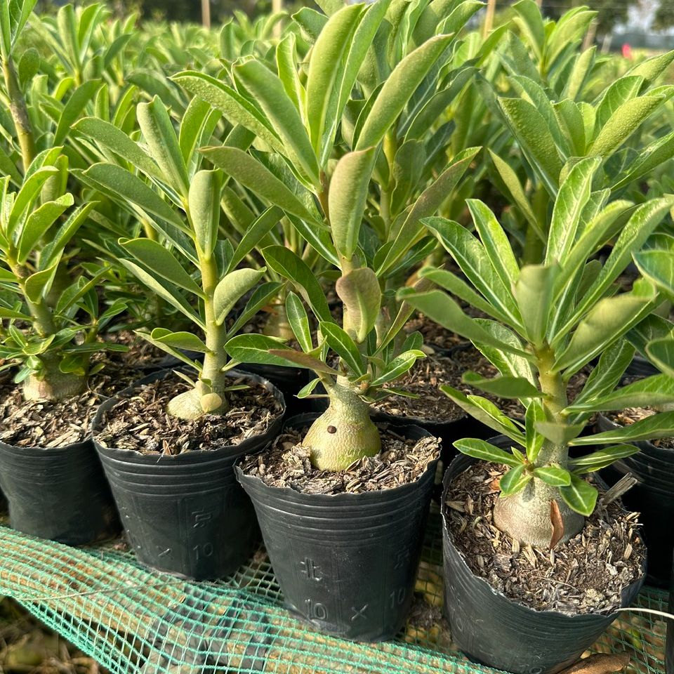 Combo 5 cây Sứ thái gieo hạt
