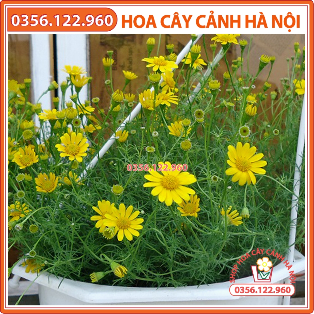 Hạt giống hoa cúc sao băng - gói 100 hạt