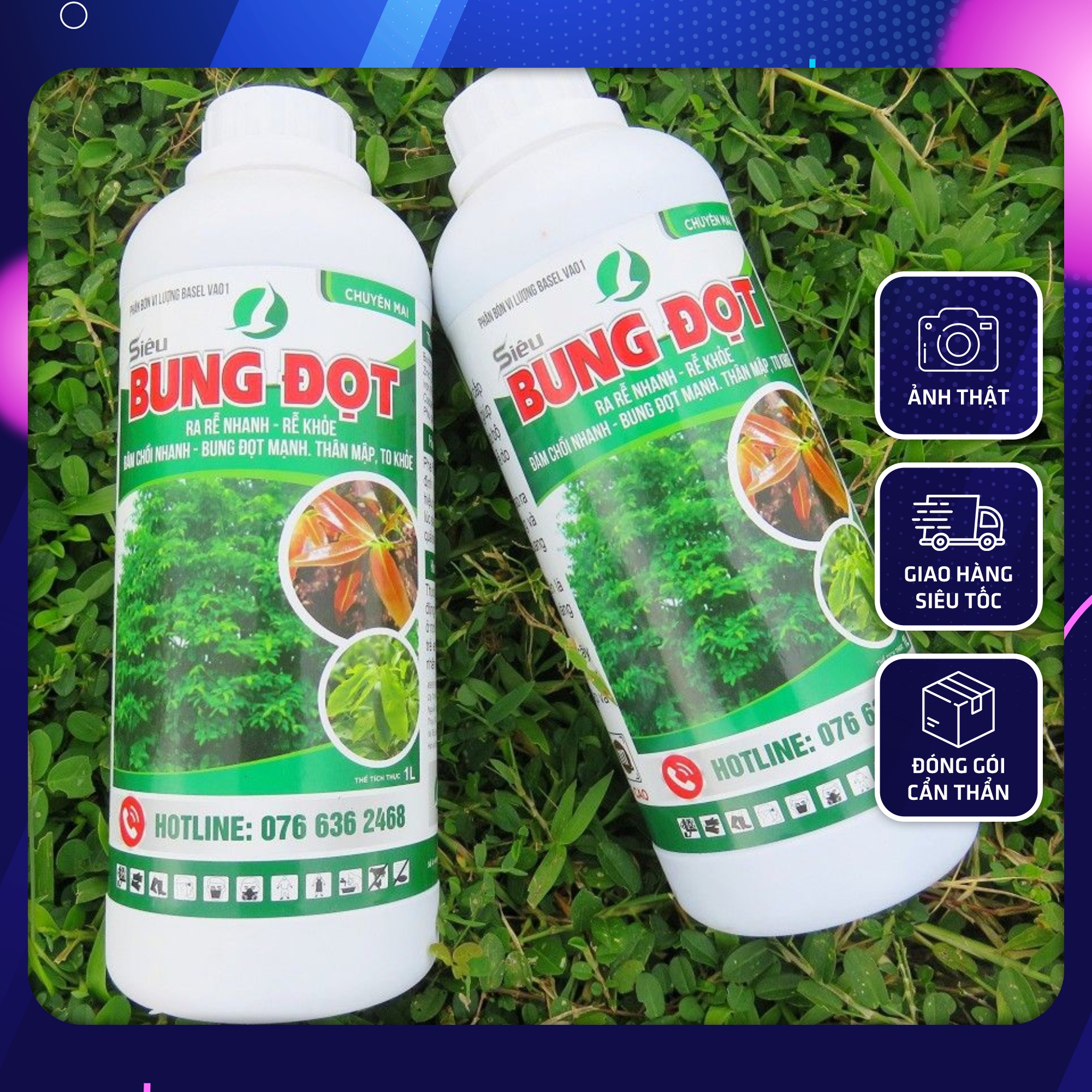 Bung đọt ra rễ -chuyên mai-bung đọt phục hồi cây