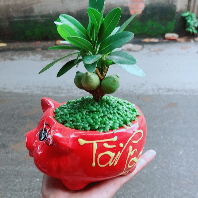 Chậu may mắn tài lộc