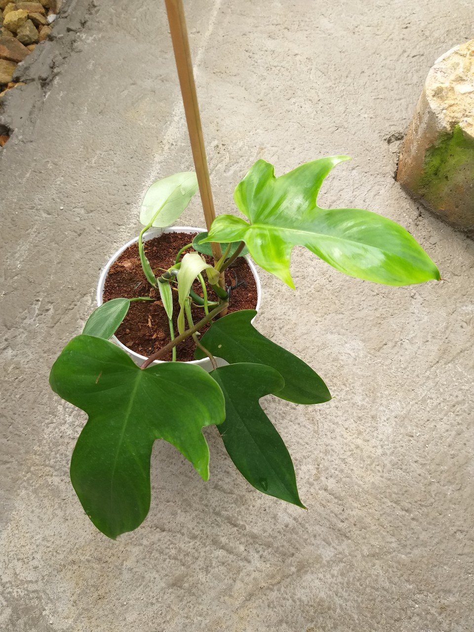 Trầu Bà cánh én - Philodendron Florida Ghost nhỏ.