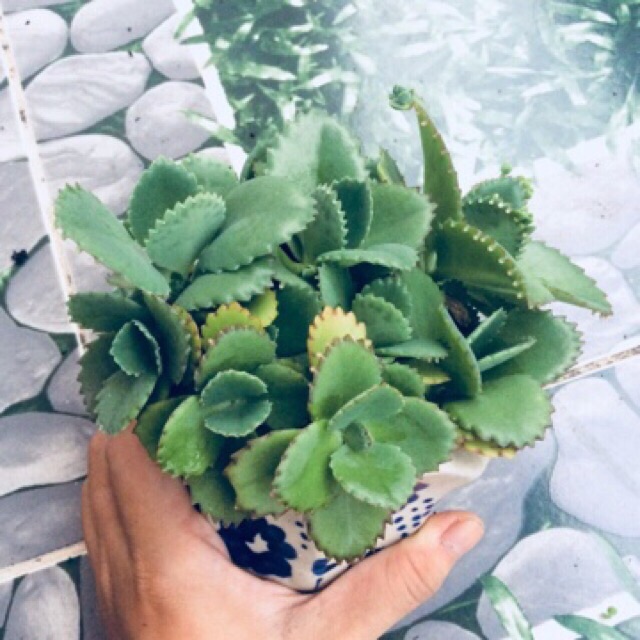 Giống Cây Lá Bỏng (5 cây )