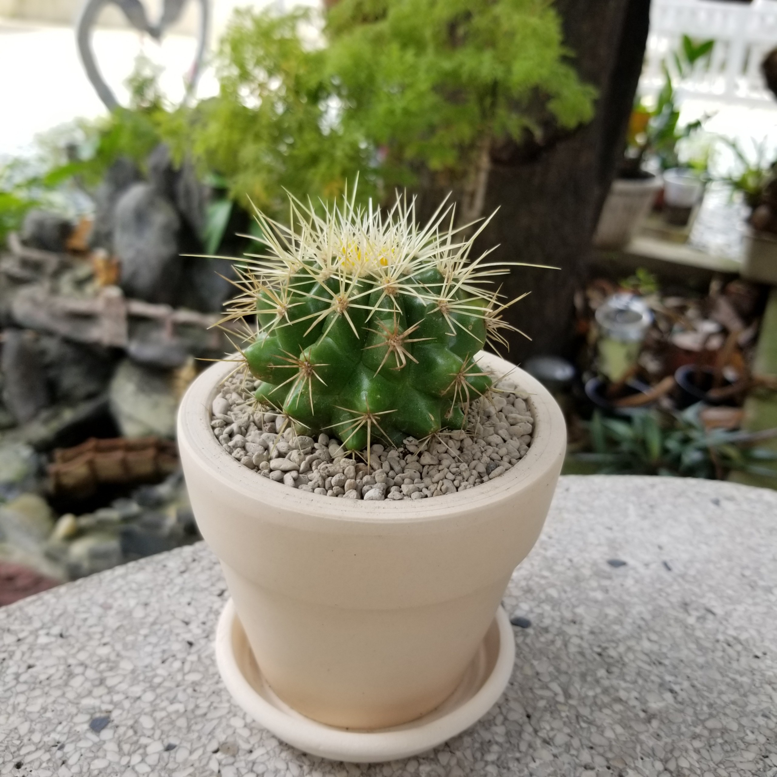 Xương rồng kim hổ tặng kèm chậu đất nung trắng/nâu